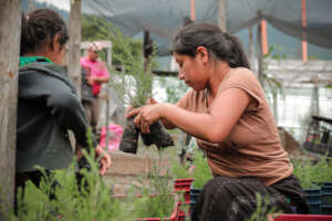 Women farmer receiving trees