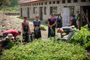 Distribution of trees