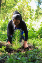 Another land owner planting her trees