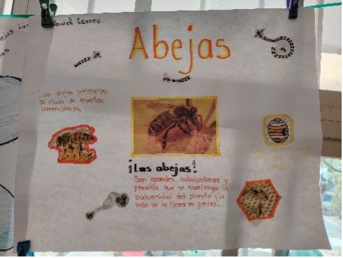 Educational project about the bees