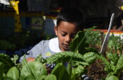 School Gardens in low-income communities