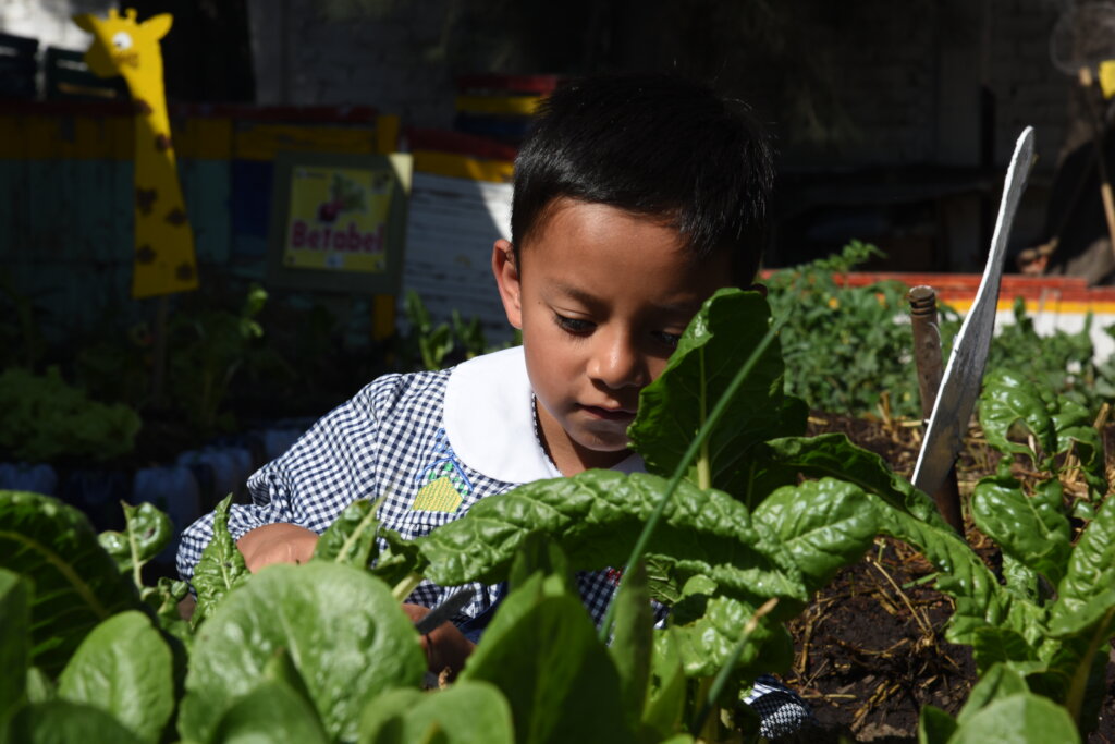 School Gardens in low-income communities