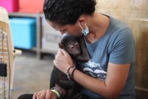 The baboon youngster receiving a check up.