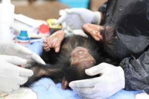 Chimp check up at Lwiro