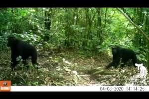 Chimps Spotted by Camera Trap