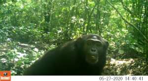 A chimpanzee investigates a camera trap.