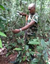Dismantling trap in Afarama