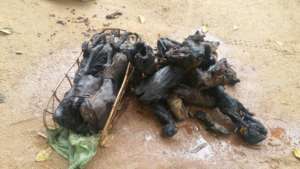 Smoked Duiker Bushmeat