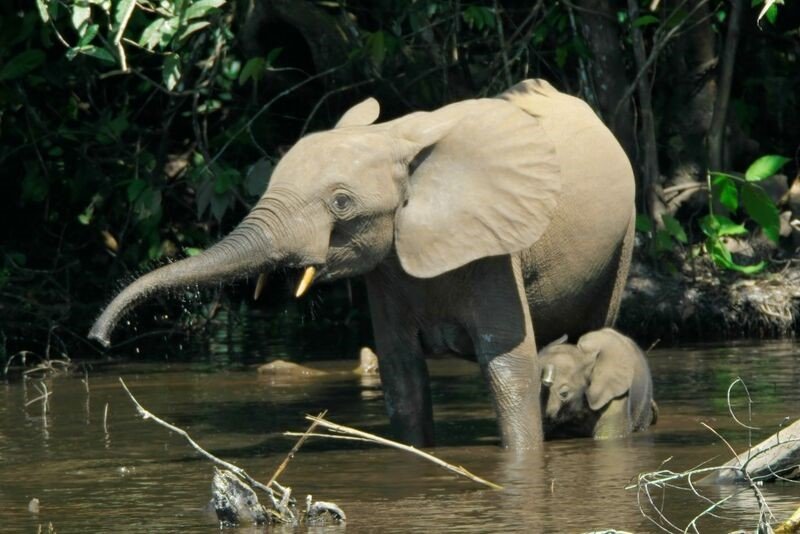 Reports on Care for Chimp Infants Confiscated from Poachers - GlobalGiving Reports on Care for Chimp Infants Confiscated from Poachers - GlobalGiving