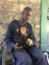 Mokonzi with female chimp infant