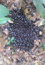 Okapi feces while on patrol