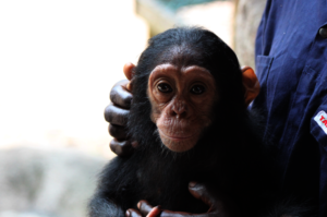 Rescued Chimpanzee