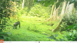 Chimpanzee documented on camera trap.