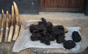 Confiscated ivory and elephant meat
