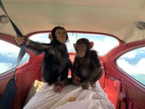 Two chimp infants being transported to Lwiro