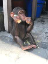 Confiscated male chimpanzee infant