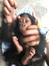 Confiscated Chimpanzee