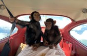Care for Chimp Infants Confiscated from Poachers