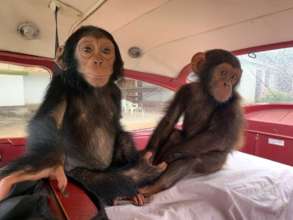 Female and Male chimp flying to Lwiro. A. Caere