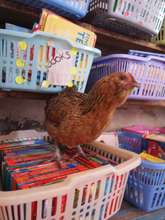 New text books in the school, and a chicken