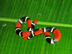 Acuatic Coral Snake (Micrurus surinamensis)