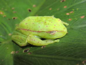 Polka-dot Treefrog (Boana puctata)