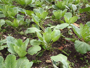 crops growing on a woman's small commercial farm