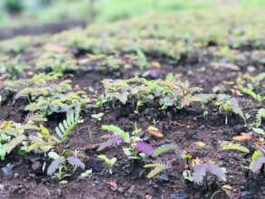 Community nursery for forestation aingest disaster