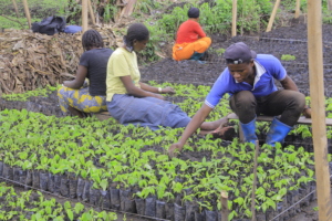 Tree production works for the fight climat change