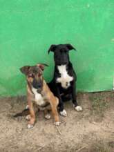 Duke ( the brown one )