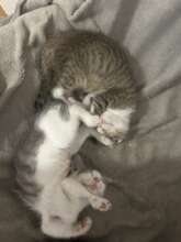 Didi ( the one with more white)