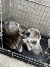 Dog 2 with skin problems