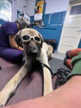 Thore during laser therapy