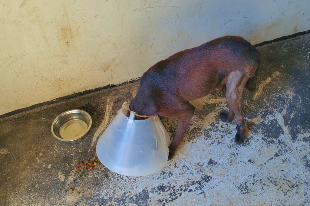 Feed and Treat Rescued Animals in Rural Romania