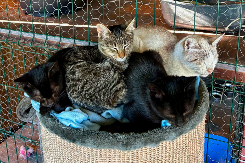 Feed and Treat Rescued Animals in Rural Romania