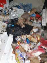 Puppy found in a pile of garbage