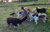 Feed and Treat Rescued Animals in Rural Romania