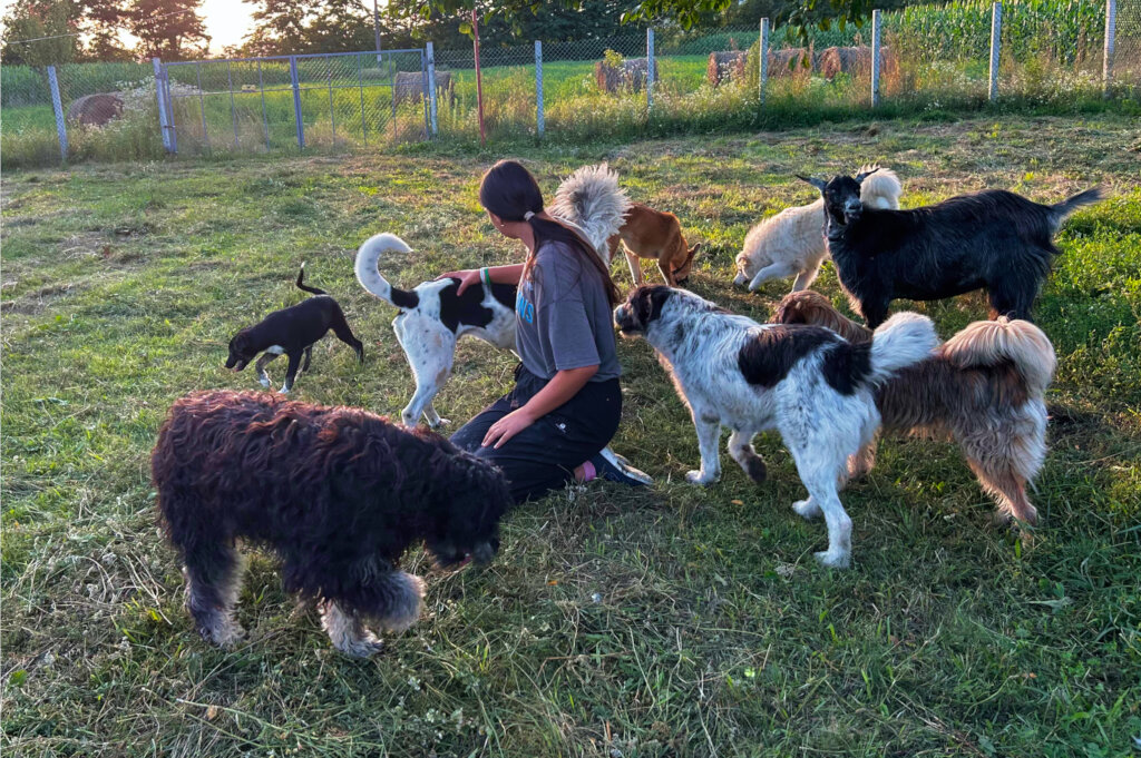 Food and vet care for over 70 animals in Romania