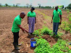 Planting fruit tree with compost