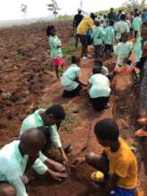 Reforestation for the xmas celebration