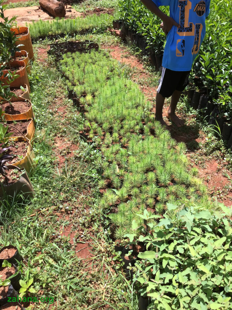 Reforestation 2.0 in our villages in Madagascar