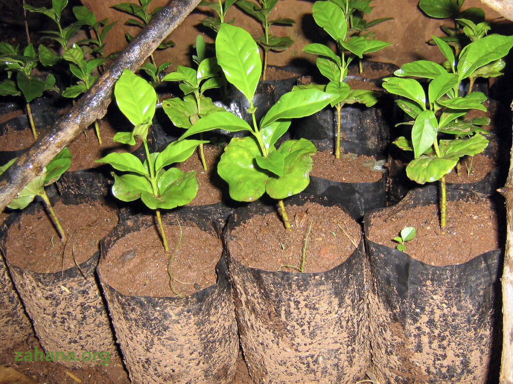 Reforestation 2.0 in our villages in Madagascar
