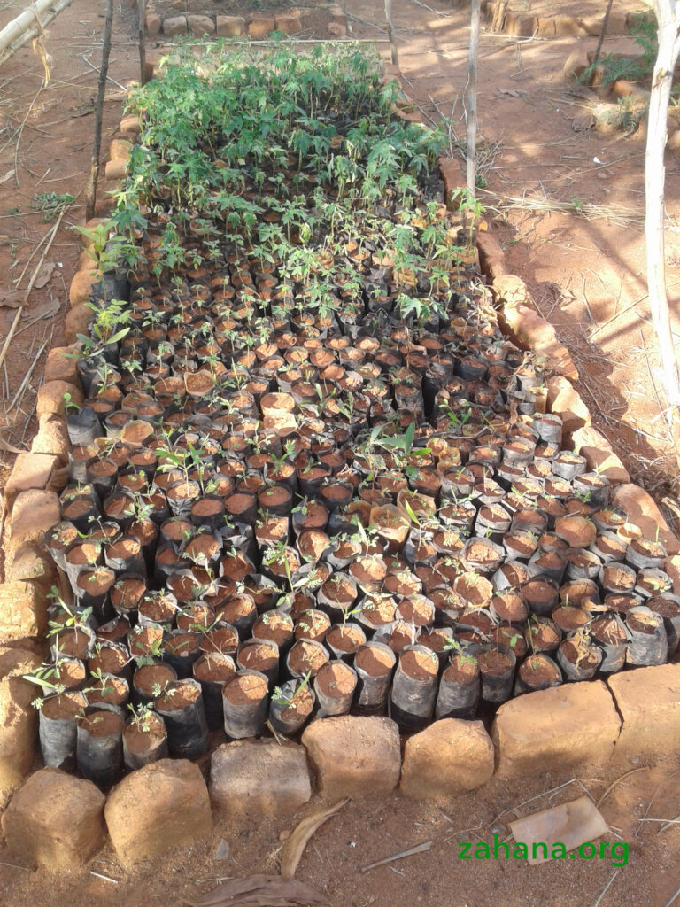 Reforestation 2.0 in our villages in Madagascar