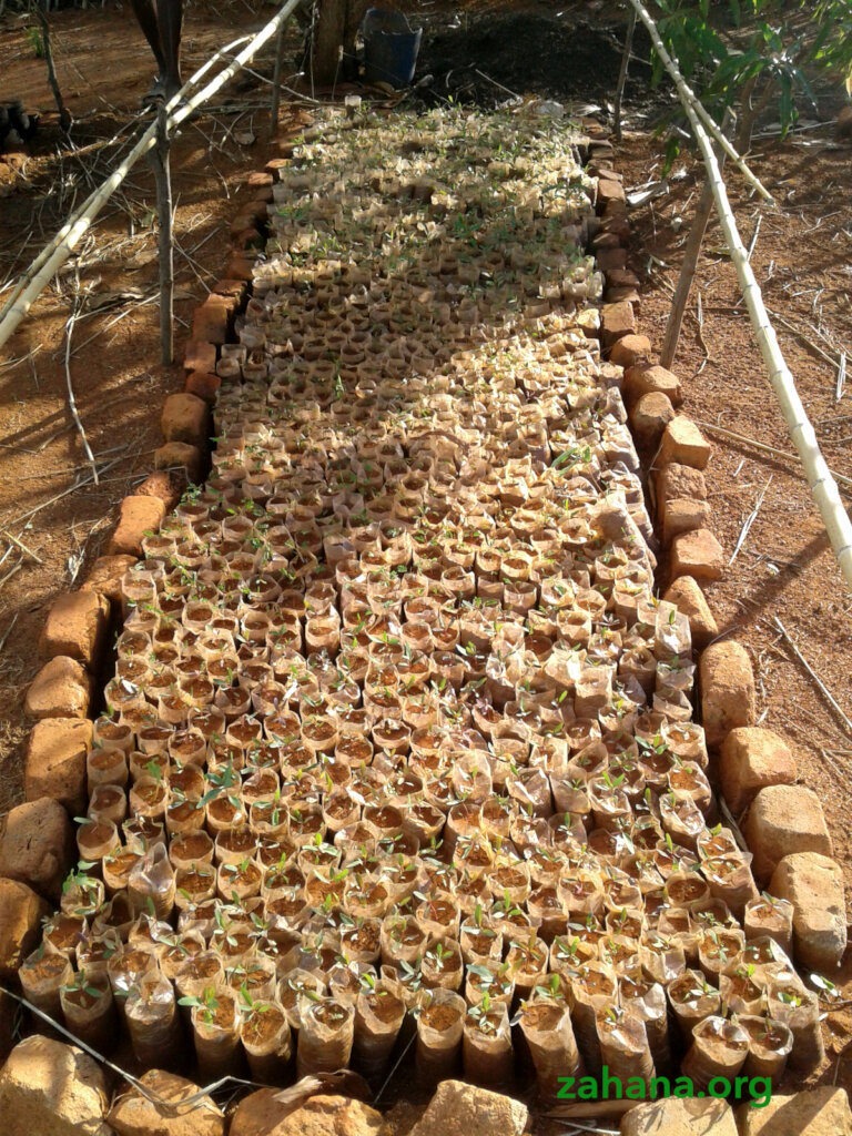 Reforestation 2.0 in our villages in Madagascar