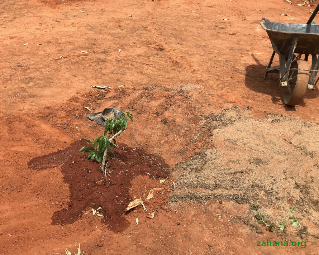 Reforestation 2.0 in our villages in Madagascar