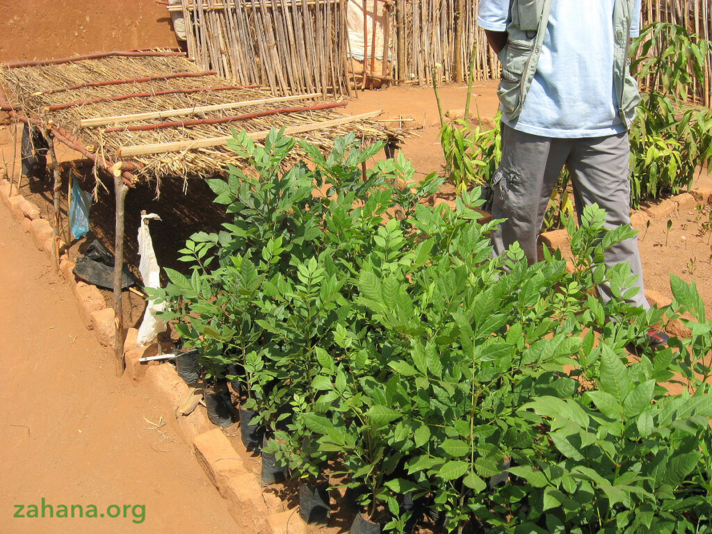 Reforestation 2.0 in our villages in Madagascar