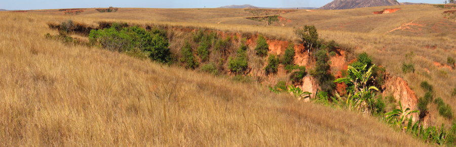Reforestation 2.0 in our villages in Madagascar