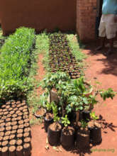 Tree nursery with seedlings