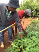Tree nursery with seedlings