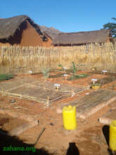 Tree nursery in the village
